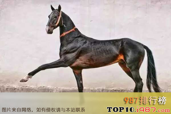 十大世界最贵的马之夸特马