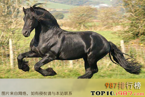 十大世界最贵的马之弗里斯兰马