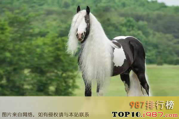十大世界最贵的马之基普希·瓦尼尔马