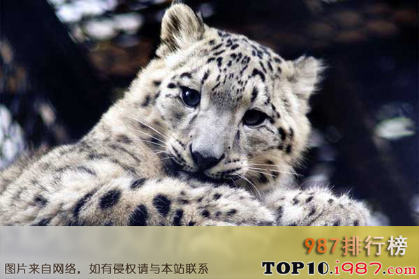 世界十大濒临灭绝的动物之雪豹