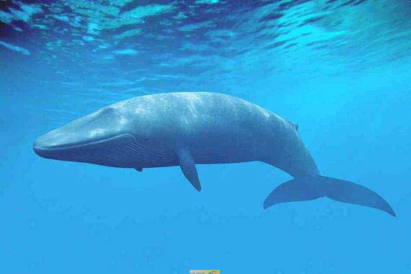 十大世界濒临灭绝的动物之蓝鲸