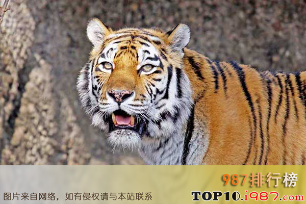 十大世界濒临灭绝的动物之西伯利亚虎