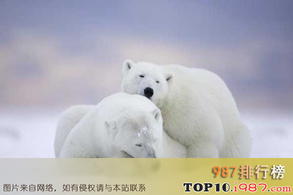 世界十大濒临灭绝的动物之北极熊