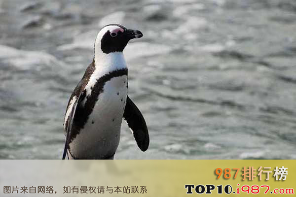十大世界濒临灭绝的动物之加岛环企鹅