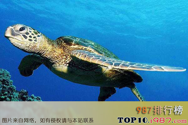 十大世界濒临灭绝的动物之绿海龟