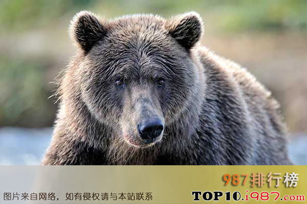 十大世界最危险的狩猎动物之大灰熊
