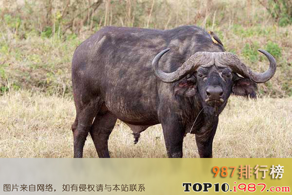 十大世界最危险的狩猎动物之非洲大水牛