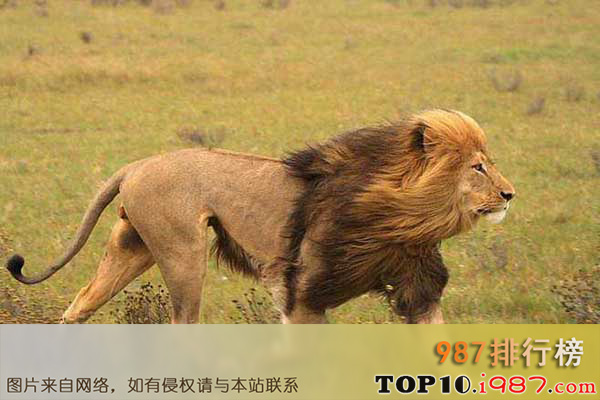 世界十大最危险的狩猎动物之狮子