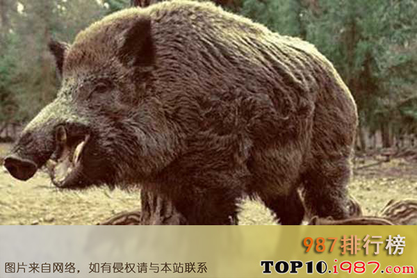 十大世界最危险的狩猎动物之野猪