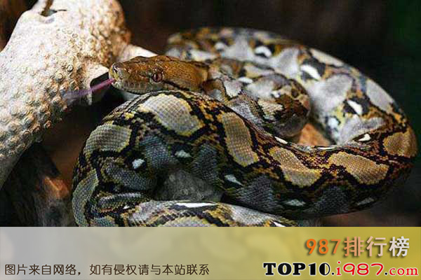 十大世界最长的蛇之网纹蟒