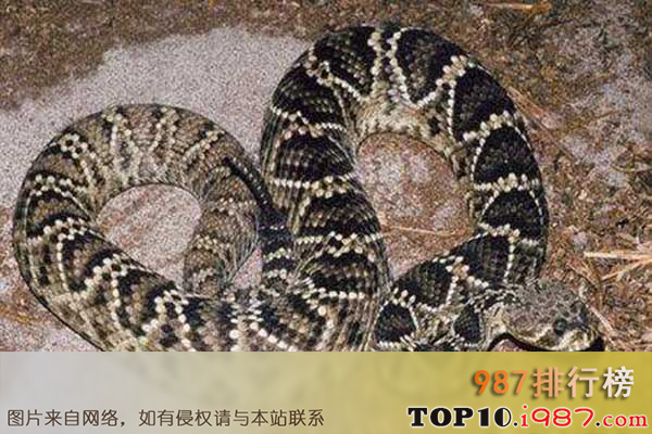 十大世界最长的蛇之.菱斑响尾蛇