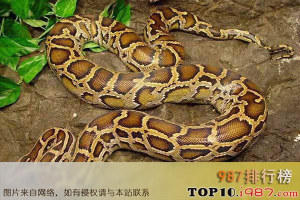 十大世界最长的蛇之缅甸蟒