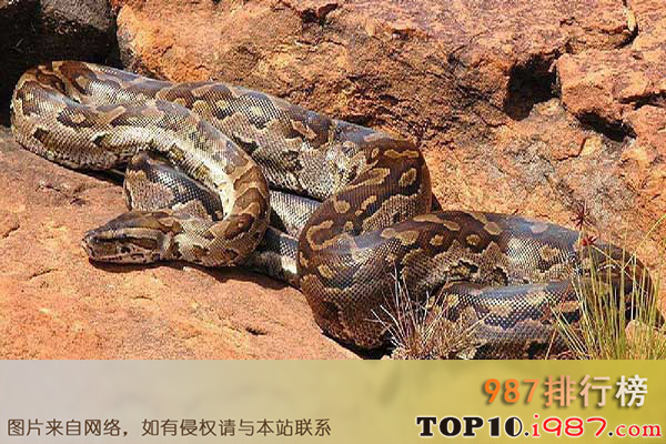 十大世界最长的蛇之非洲岩蟒