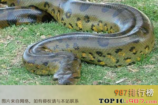 十大世界最长的蛇之绿水蚺