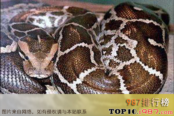 十大世界最长的蛇之亚洲岩蟒