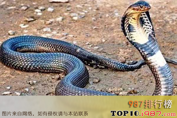 十大世界最长的蛇之眼镜王蛇