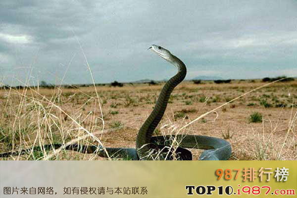十大世界最长的蛇之黑曼巴