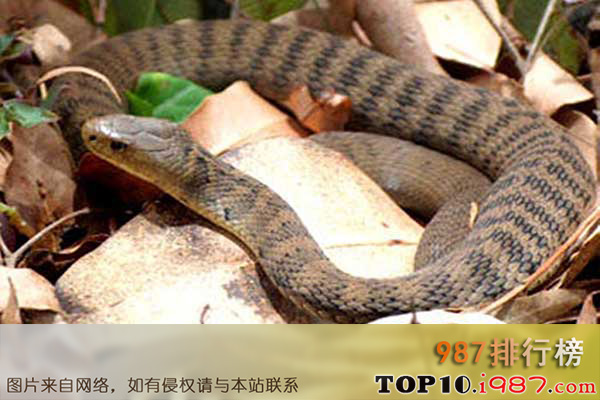 十大世界最长的蛇之太攀蛇
