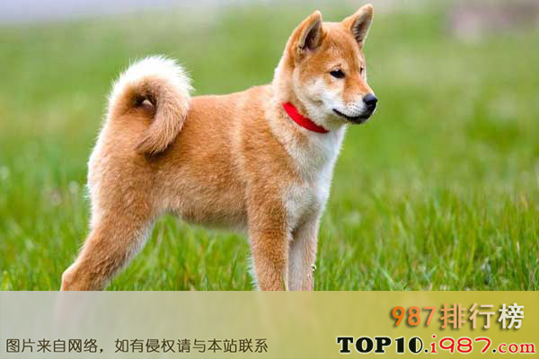 世界十大最漂亮的狗之秋田犬