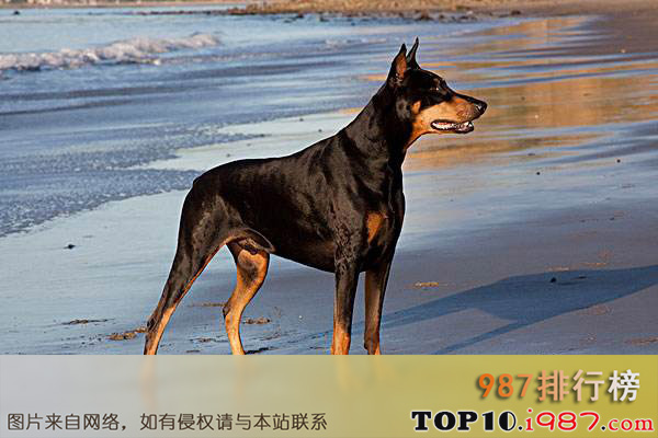 十大世界上最受欢迎的家犬之杜宾犬