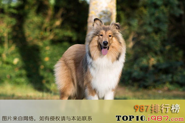 十大世界上最受欢迎的家犬之喜乐蒂牧羊犬