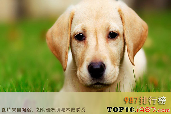 十大世界上最受欢迎的家犬之拉布拉多犬