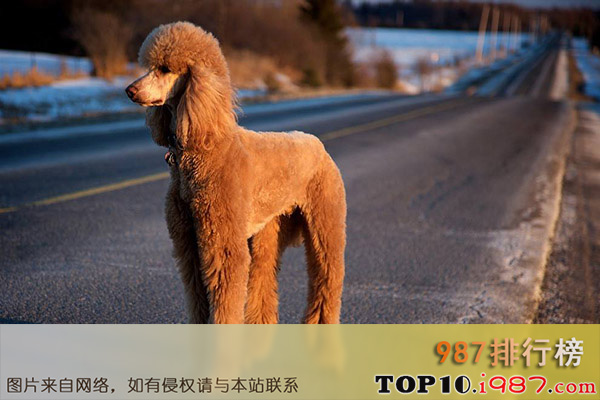 世界上十大最受欢迎的家犬之贵宾犬