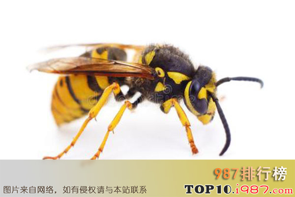 十大世界最危险昆虫之黄蜂