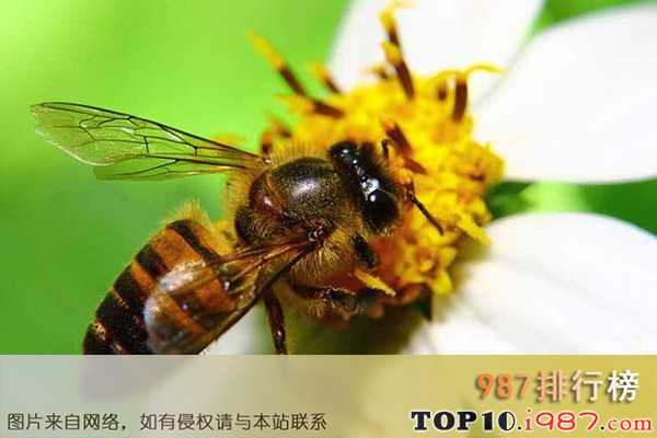 十大世界最危险昆虫之非洲蜂