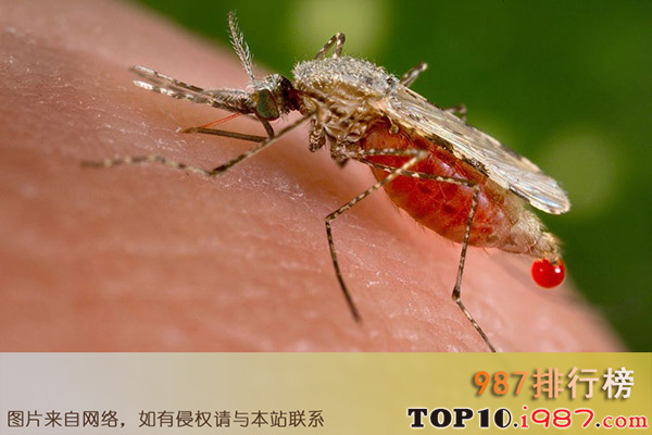 十大世界最危险昆虫之疟蚊