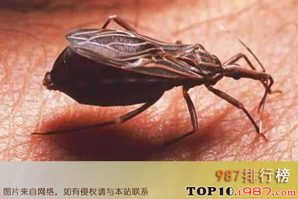 十大世界最危险昆虫之接蚊虫