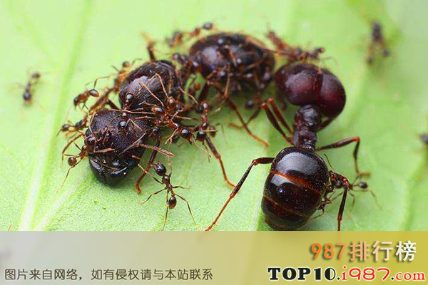 十大世界最危险昆虫之黑刺大腭蚁