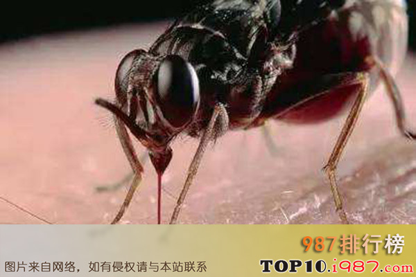 十大世界最危险昆虫之舌蝇