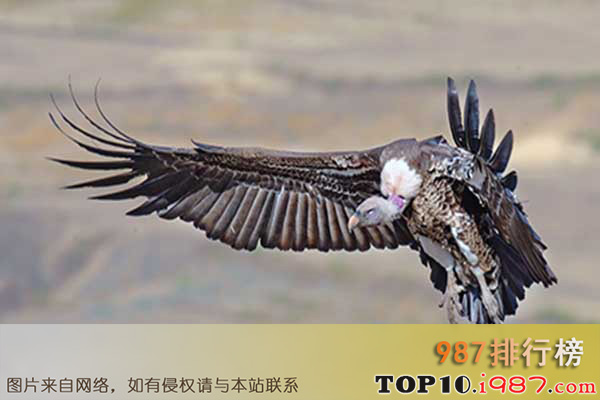 十大世界飞的最高的鸟之黑白兀鹫