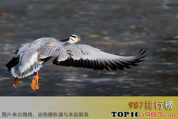 十大世界飞的最高的鸟之斑头雁