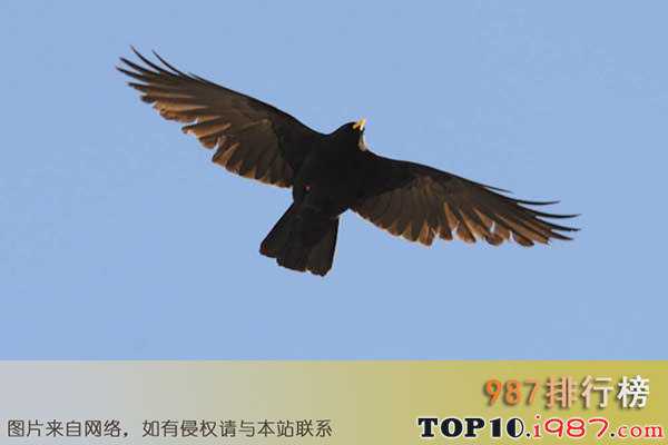 十大世界飞的最高的鸟之黄嘴山鸦