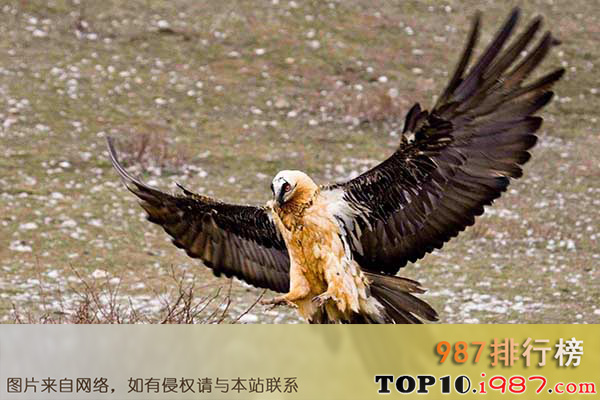 十大世界飞的最高的鸟之髯鹫