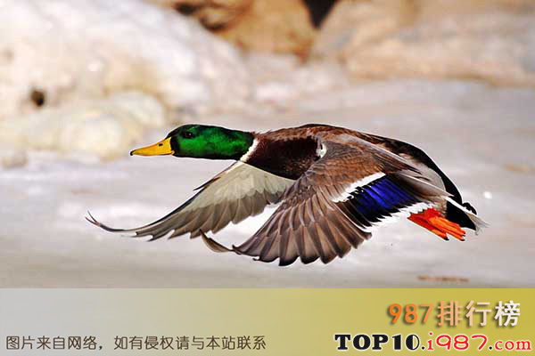十大世界飞的最高的鸟之绿头鸭