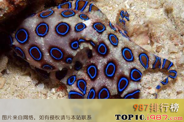 十大世界最毒的动物之蓝圈章鱼