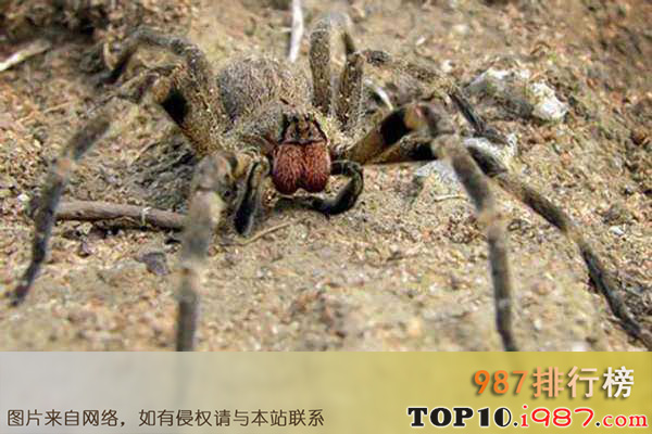 十大世界最毒的动物之巴西漫游蜘蛛