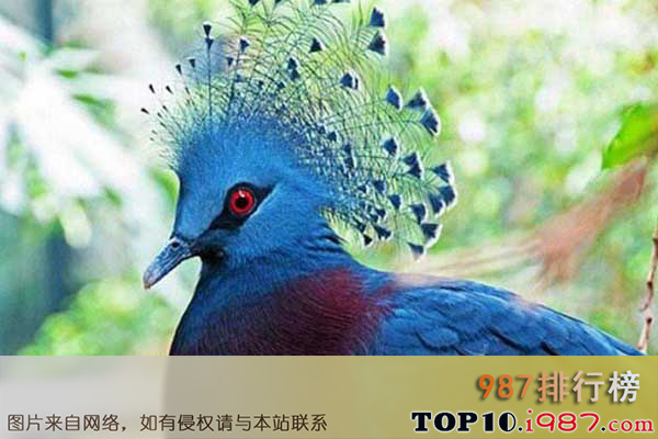 十大世界最美丽的鸟类之维多利亚凤冠鸠