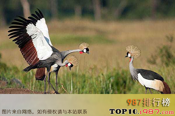 十大世界最美丽的鸟类之灰冠鹤