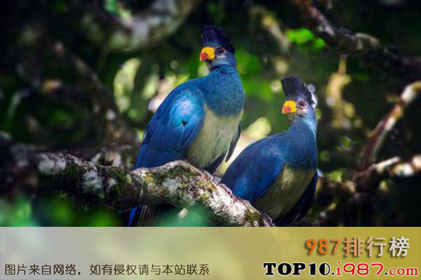 十大世界最美丽的鸟类之大蓝蕉鹃