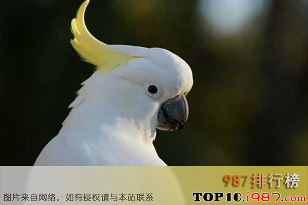 十大世界最美丽的鸟类之硫凤头鹦鹉