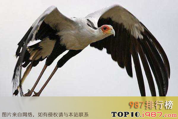 十大世界最美丽的鸟类之蛇鹫