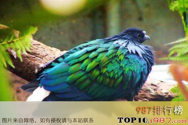 十大世界最美丽的鸟类之尼科巴鸠