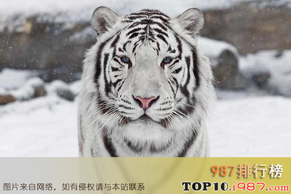 十大世界最漂亮动物之白虎
