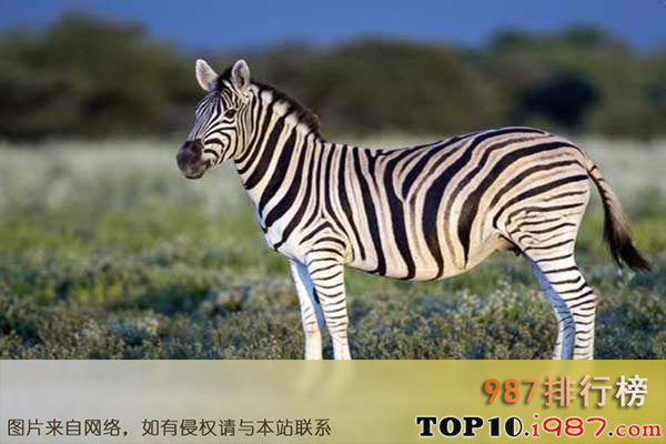 十大世界最漂亮动物之斑马