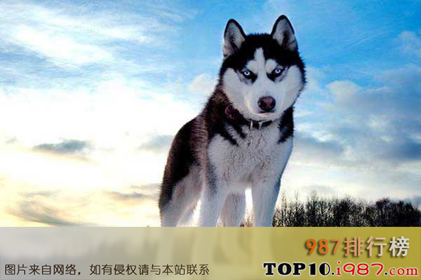 十大世界最漂亮动物之西伯利亚雪橇犬