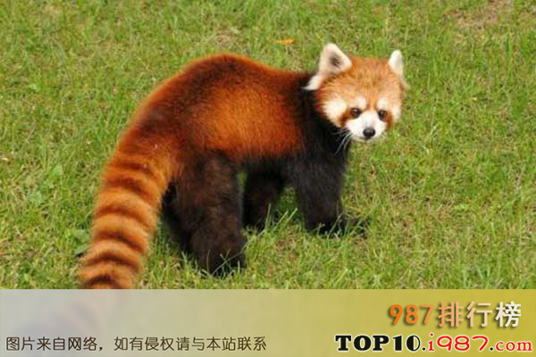 十大世界最漂亮动物之小熊猫